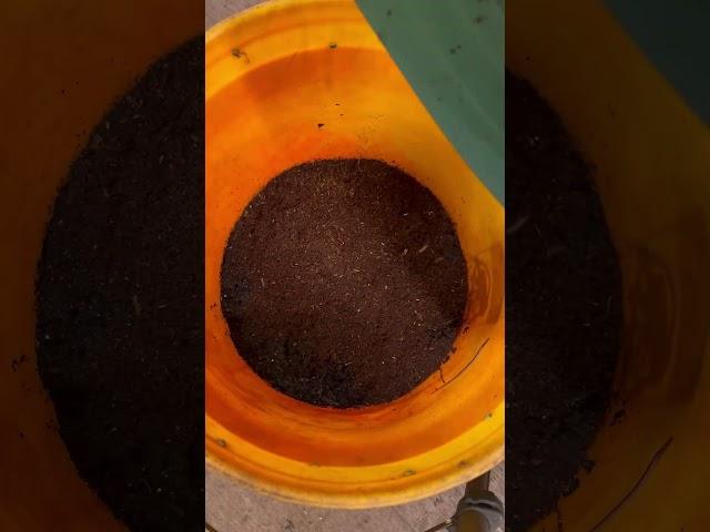 How I clear problems in my worm bin #worms #gardening #composting #vermicomposting #wormbin #soil