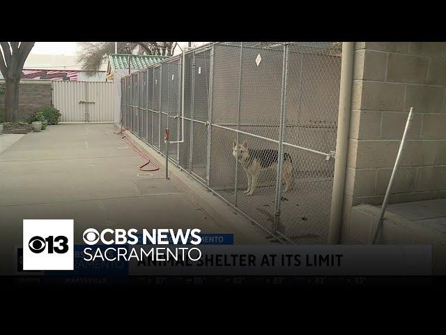 Independent study finds Sacramento's Front Street Animal Shelter is at its limit