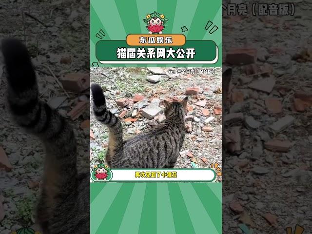 猫届关系网原来是这样的#流浪猫 #找猫大法 #猫咪 #娱乐评论大赏#shorts