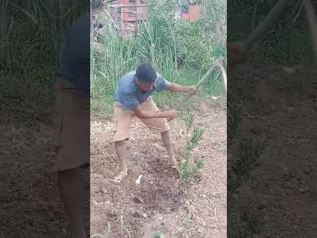 PREM BAHADUR KHADKA AGRICULTURE VIDEO