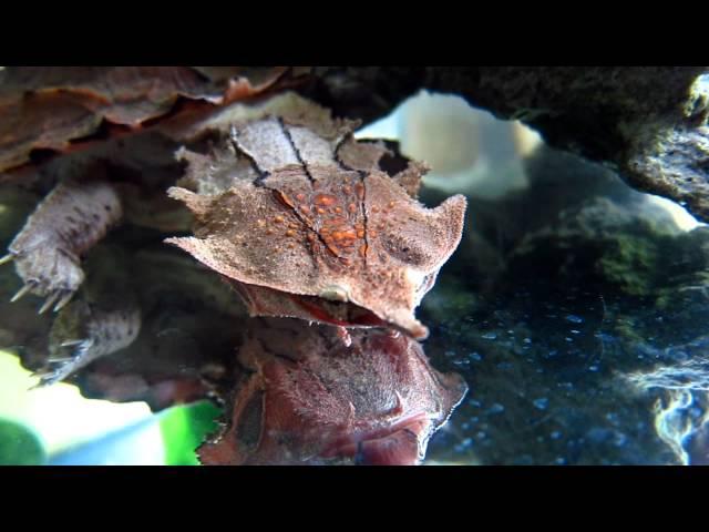 Mata Mata Turtle (Chelus fimbriatus, or fimbriata ) Underwater