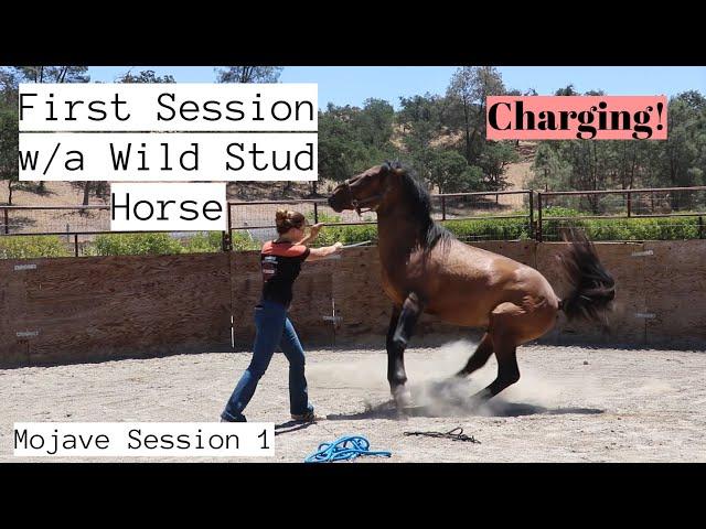 First Session w/a Wild Horse - CHARGING! | Mojave Stud Session 1