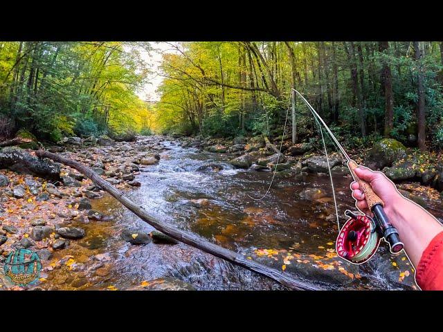 The fish you have to see to believe... (Fly Fishing for Trout)