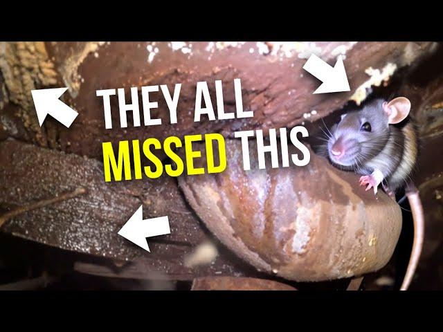 OMG !! This House has Rats, Leaks, Mold, and a HOUSE EATING FUNGUS...