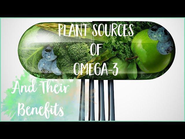 Plant Based Sources of Omega 3 Without Fish Oil | Nutrition