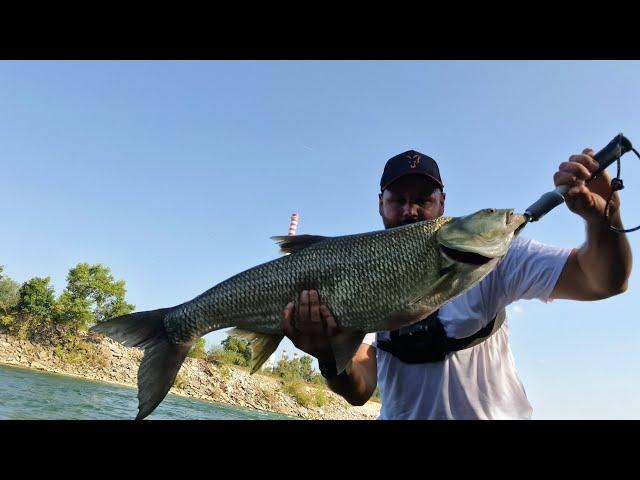 Ljetni ribolov bolena varalicama (topwater asp fishing)