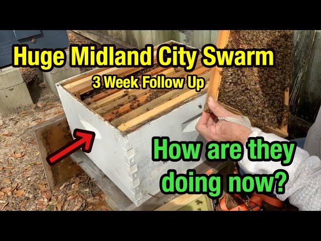 3 WEEK FOLLOW UP - Huge Midland City Honey Bee Swarm