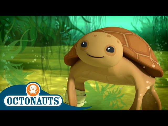 @Octonauts - The Loggerhead Sea Turtle  | World Turtle Day | Full Episodes | Cartoons for Kids