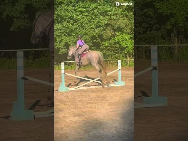 Emmie learning how to jump normally!! #eq #equestrian #equine #horse #greenhorse #horseriding