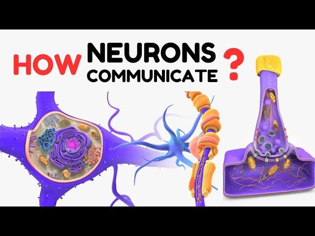 How neurons communicate ?