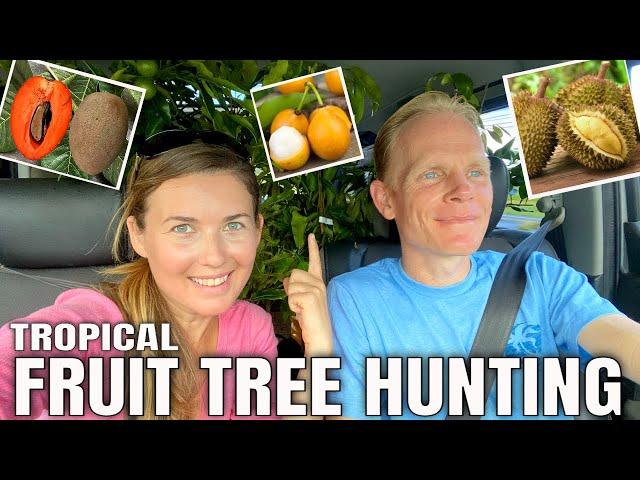 TROPICAL FRUIT TREE HUNTING. EXOTIC FRUIT TASTING. COUNTRY LIVING HAWAII