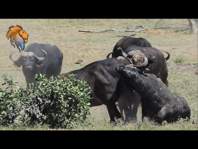 Brutal Buffalo Fight | Kruger Park Sightings | Amazing Animal Videos