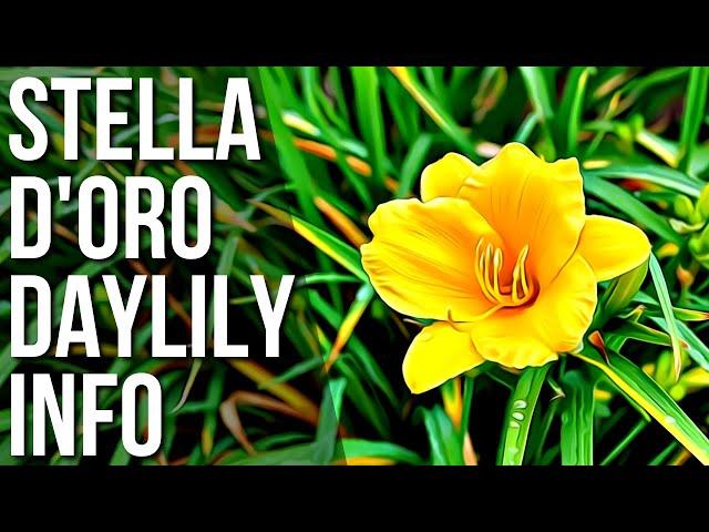 Stella D’Oro Daylily Care And Info | How To Grow And Care For Stella D’Oro Daylilies