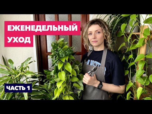 Мой еженедельный уход за комнатными растениями