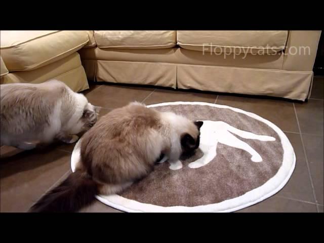Ragdoll Cats Review Cat Pet Rug - ねこ - ラグドール -- Floppycats