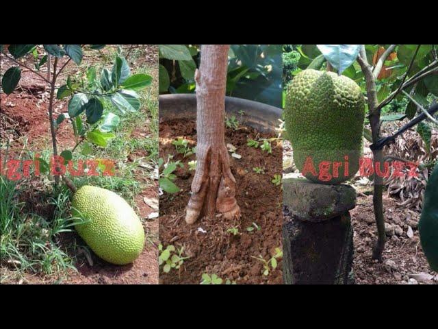 How to Graft Jackfruit Tree and Get Really Big Jackfruit Tree in 50 Days