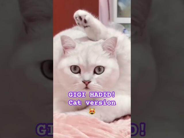 SUPERMODEL CAT! As this cat poses  while taking photos! Just like a supermodel gigi hadid #shorts