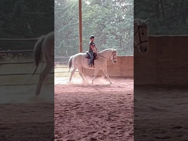 i needa stop falling in love with horses i can’t have…