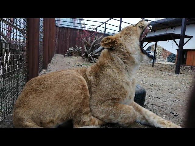 Вместе с львенком Шерханом из Тайгана ждем кормления \ Как тигрица Сима стала Царицей Людей.