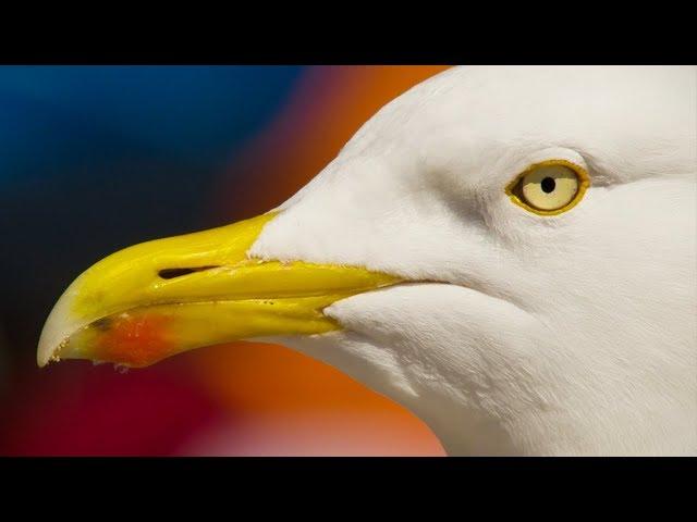 A Seagull's Unbelievable Eyesight | Nature's Boldest Thieves | BBC Earth Explore