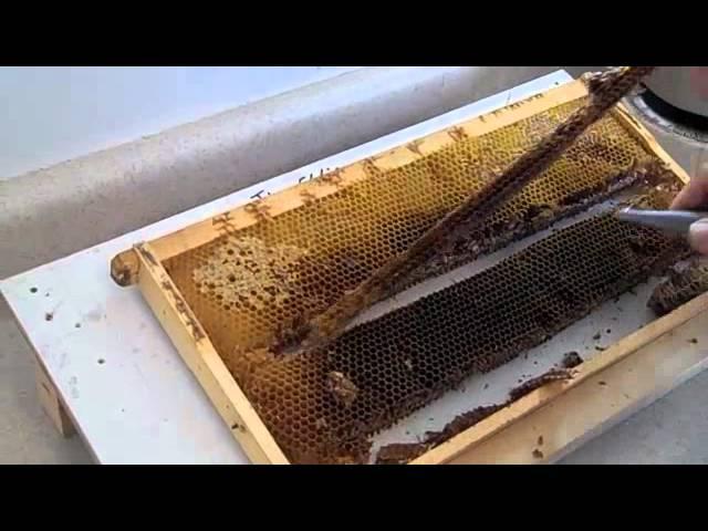 FatBeeMan 1 Minute Tip Very Easy Queen Making