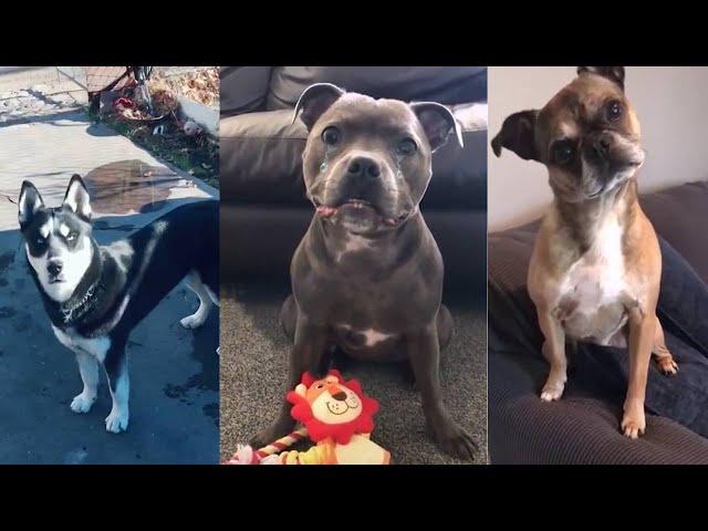 Dogs Actually Understand What You're Saying - Compilation