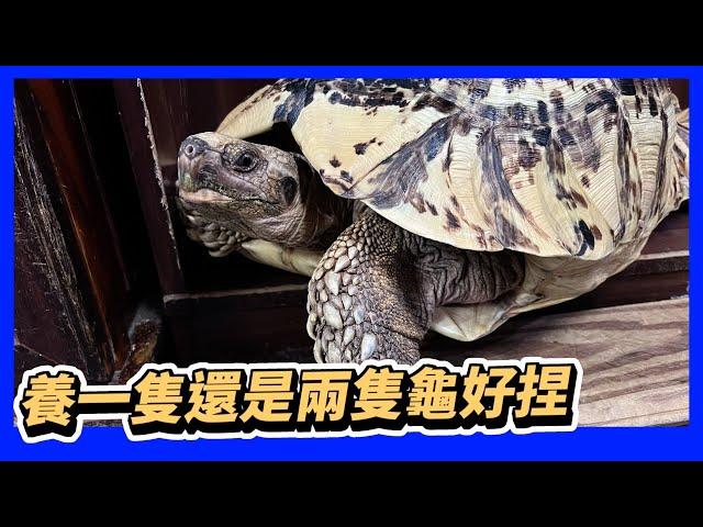 【豹龜】東非肯亞豹紋陸龜日常生活500~養一隻還是兩隻龜好捏 參考一下本集影片~