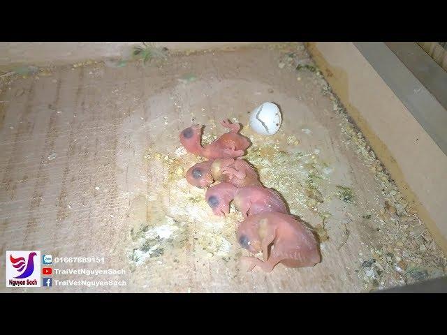  Budgerigar How Many Eggs, How Many Days Did Hatched Eggs ? || Nguyên Sách – Tập 40