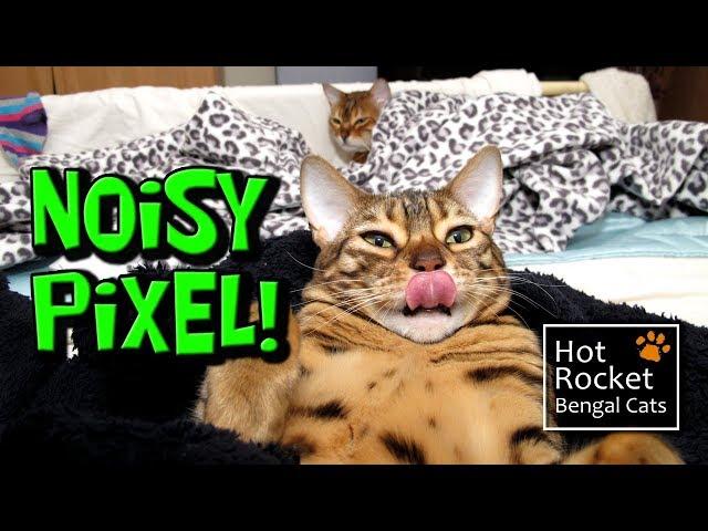 Talking Bengal cat Pixel changes her meow when she's spotted!