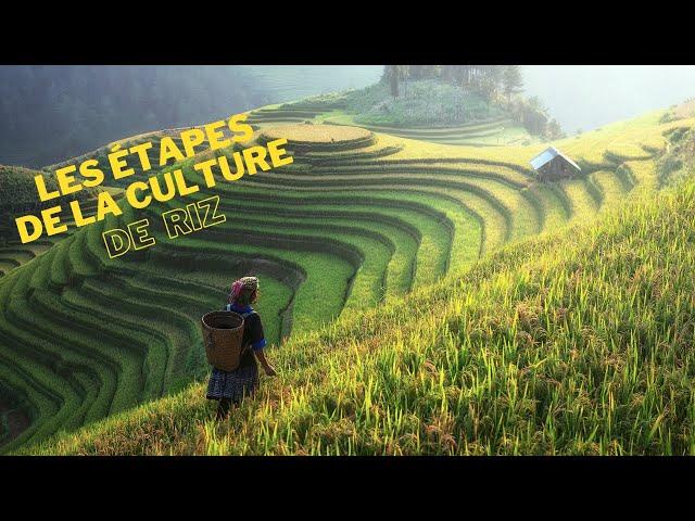 Les étapes de la culture du riz