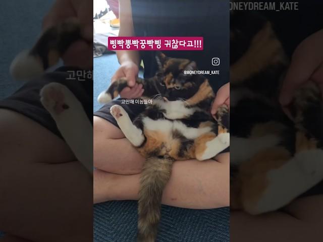 음원을 알수 없는 삥빡뿡뿍삥빡 냐옹~#cat #catmemes 아시는분 댓글좀 부탁합니다