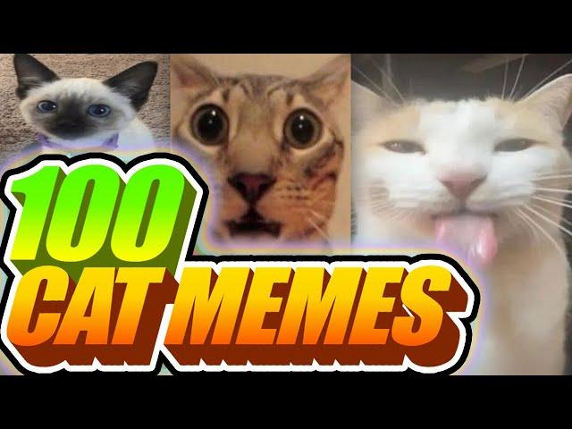 I Voiceovered 100 Cat Memes