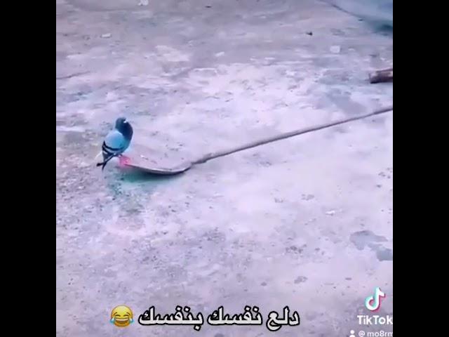 الدلع على أصوله هههههههه @منوعاتعلىكيفكومزاجك