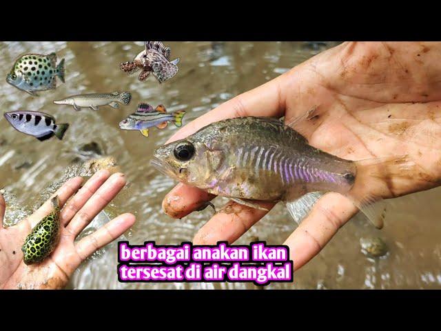 ANAKAN IKAN AIR PAYAU BANYAK DISINI