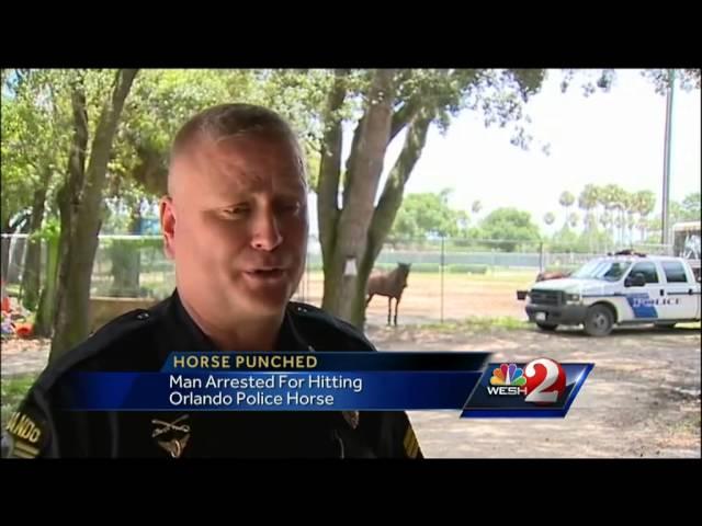 Man threw punch at police horse, officers say