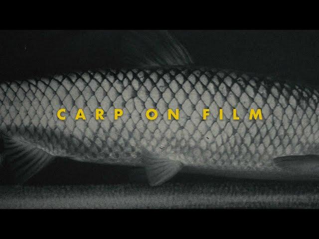 A Treatise On Carp And Film Emulation | URBAN CARP FLY FISHING ARIZONA | Dehancer Film Emulation