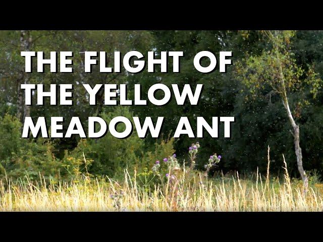 The Flight of the Yellow Meadow Ant