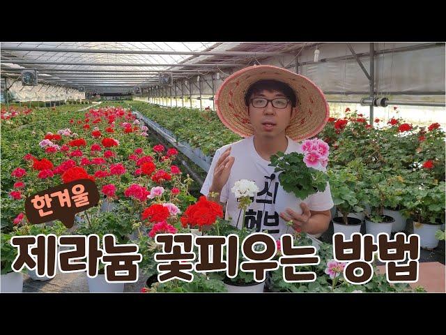 제라늄 겨울에도 꽃피우는법 관리법 농부가 한방에 알려드려요!(feat.페라고늄)