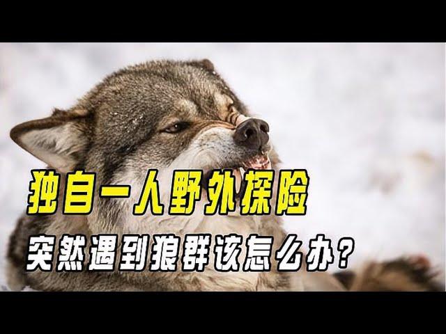 獨自一人野外探險，突然遇到狼群該怎麼辦？來看看牧羊人如何應對