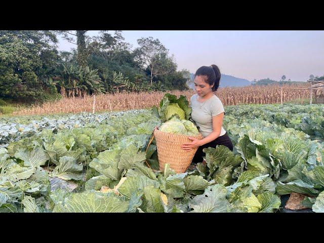 Harvest cabbage from the fields and bring it to the market to sell: daily life I Lý Tiểu Uyên