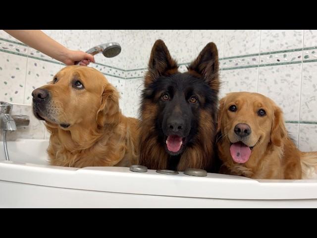 My Dogs Get A Spa Day Bath At Home | What Can Go Wrong?