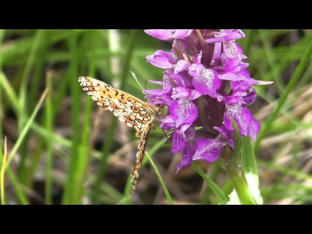 Small pearl-bordered Fritillary.