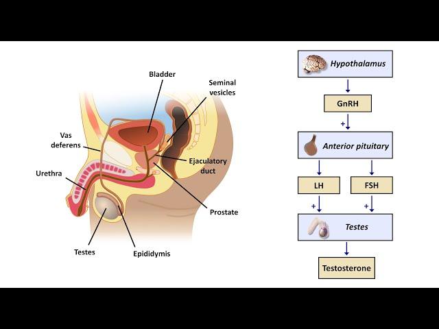 An Approach to Male Infertility