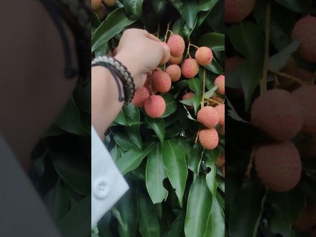 litchi#greenery#travel#shortvideo #thanks