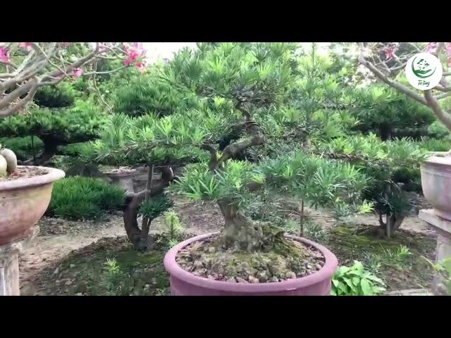 Tùng la hán (bonsai - giá 2 triệu) | Tư Tùng