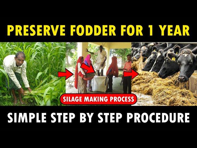 Silage Making Process | How to make Silage for Cows / Goats | Cattle Feed Making Method