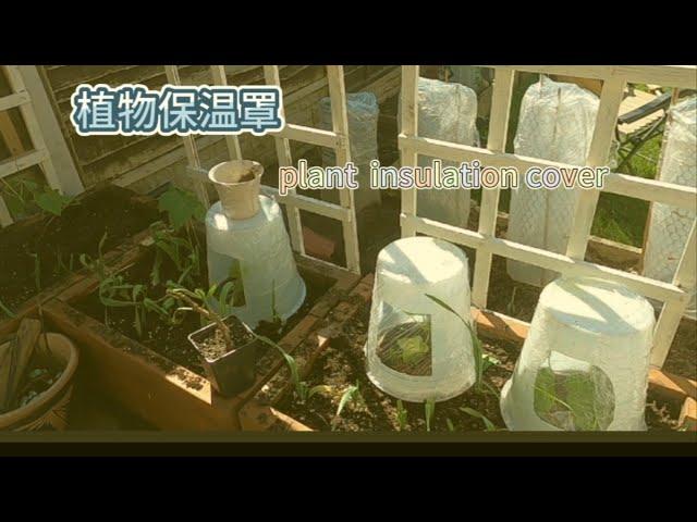 植物保温罩(plant insulation cover UK)英国种植笔记 感兴趣 关注 点赞 谢谢