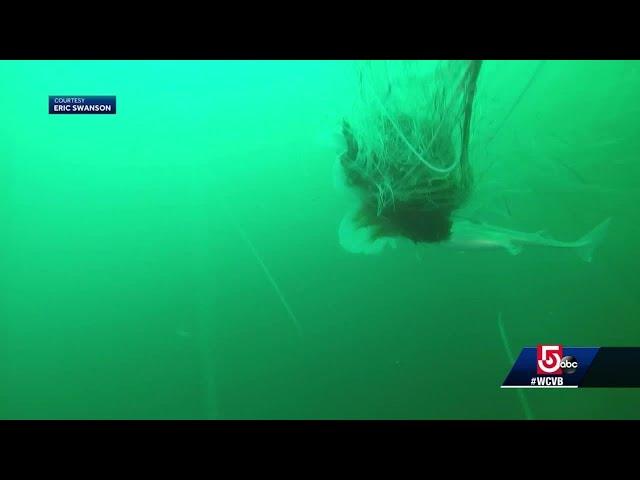 Mass. boater captures on camera very large lion's mane jellyfish