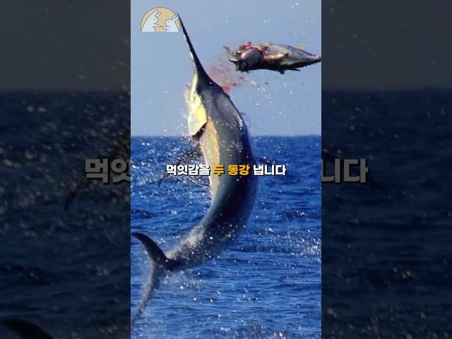 시속 110km로 날아오는 칼날 청새치