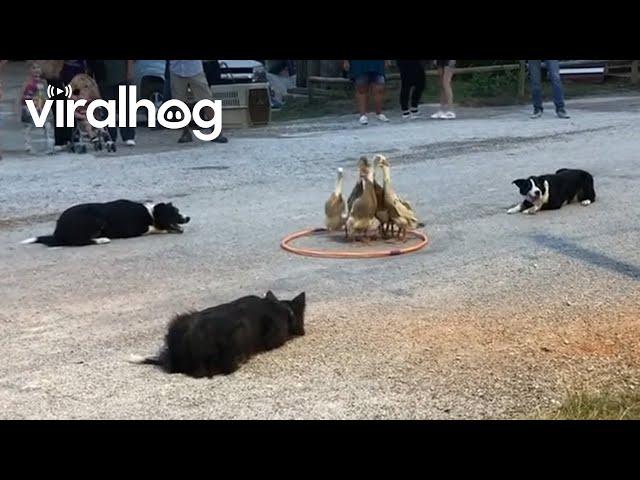 Dogs Herding Ducks || ViralHog